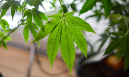 Idaho Activists Want Recreational Marijuana Legalization On 2022 Ballot, In Addition To Medical Cannabis – Marijuana Moment