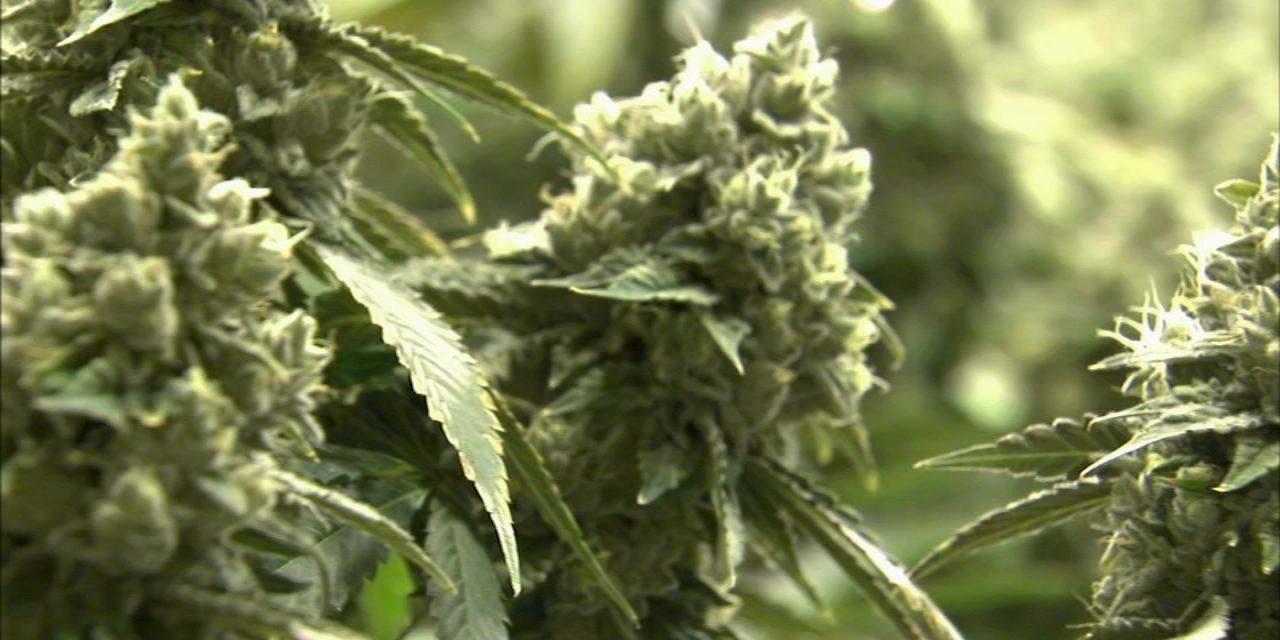 Illinois weed: Nearly 500K marijuana arrest records expunged; pardons issued for over 9K low-level convictions, Pritzker says – WLS-TV